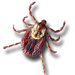 Tick insect PNG-51919